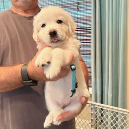 Mr. Blue - Light golden male Golden Retriever puppy in Crestview, Florida from Pushin’ Sand Goldens