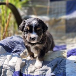 Kelly - Black tri female Miniature Australian Shepherd puppy in G AI Nesboro, Tennessee from Family Tradition