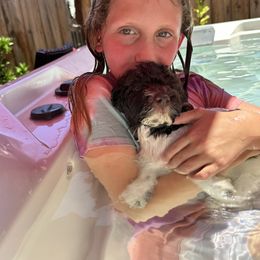 Lagotto Romagnolo Puppies from Anna’s Lagottos