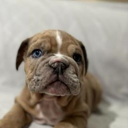 Guss - Lilac tri-color male Bulldog puppy in Cheshire, Connecticut from Absolut Bulldogs