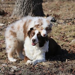 Australian Shepherd Puppies from T4 Australian Shepherds