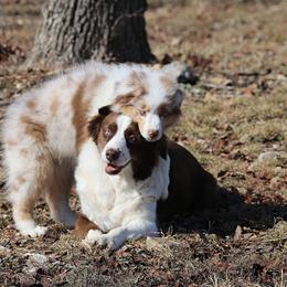 Australian Shepherd Puppies from T4 Australian Shepherds