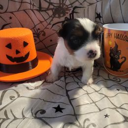 EMPEROR (Roar) - Yorkshire Terrier puppy from Royalty Kennel