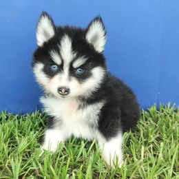 Stella - Black and white female Pomsky puppy in Spring Hill, Florida from PDQ Pomskies