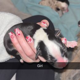 Miniature Australian Shepherd Puppies from East Texas Aussie Haven