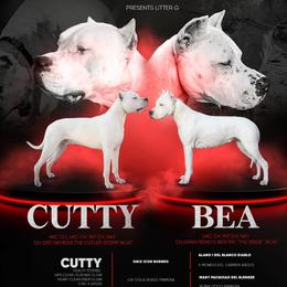 Dogo Argentino puppies from Dogos del Gran Reino