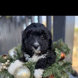Vixen - Black female Cavapoo puppy in Bozrah, Connecticut from Cedar Creek Farm