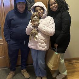 Chow Chow, Goldendoodle, and Poodle Puppies from Regal Canine Creations