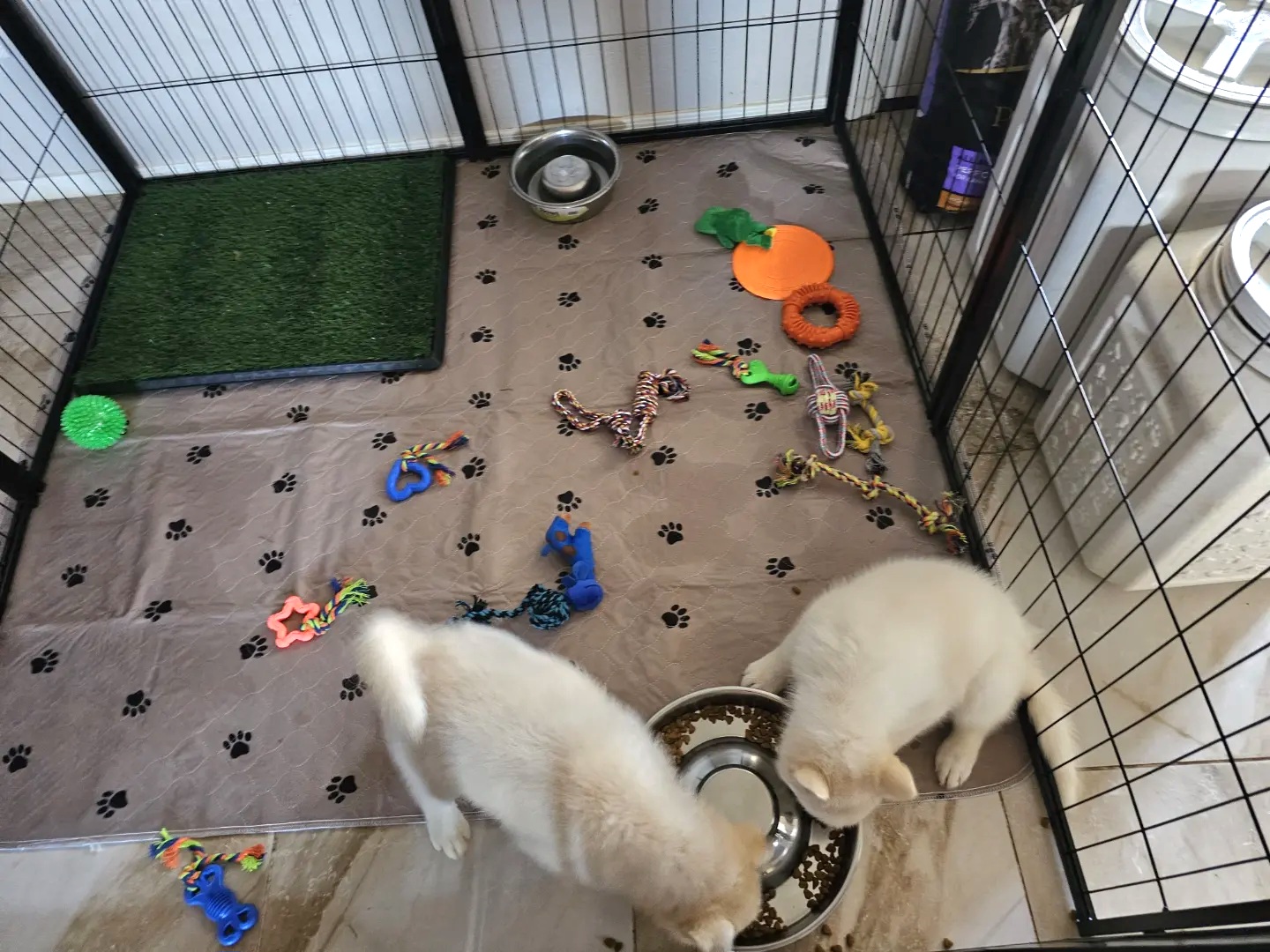 Pomsky Puppies from Peoria Pomskies