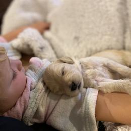 Double Doodle, Goldendoodle, and Labradoodle Puppies from Wilson Family Companions