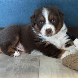 Snickers - Red tri-color male Australian Shepherd puppy in Niles, Michigan from Tara's Australian Shepherds