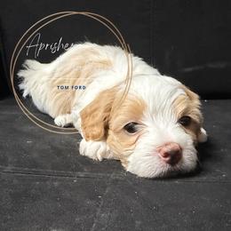 Tom Ford - Cream male Maltipoo puppy in Weatherford, Texas from Aprishew Maltipoo
