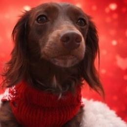 Dachshunds from Dannie's Doxies