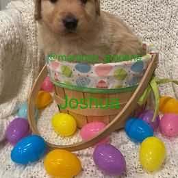 Boy 1 - Golden Retriever puppy in Victorville, California from Martinez Goldens