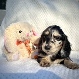Dachshund Puppies from Breezy Florida Dachshunds