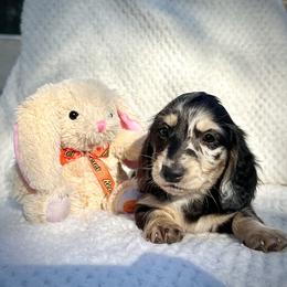 Dachshund Puppies from Breezy Florida Dachshunds