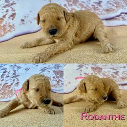 Rodanthe - Apricot female Poodle puppy in Swansboro, North Carolina from Monarch Standard Poodles