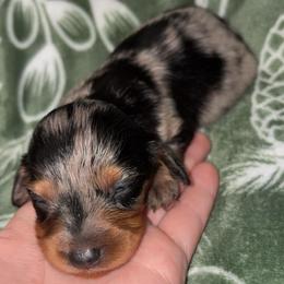 June - Dapple female Dachshund puppy in Goldthwaite, Texas from Mini Mama Dachshunds