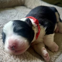 Bearded Collie puppies from Beloved Bearded & Border Collies