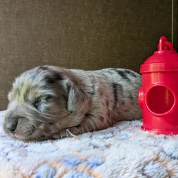 Boy 1 - Dapple male Dachshund puppy in Tennessee Colony, Texas from Hairy Wieners