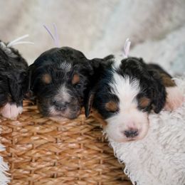 Bernedoodle Puppies from DoodlesFarmCo