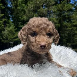Ash dark blue collar - Red merle male Aussiedoodle puppy in Clarkston, Washington from Doodle & Poodle Palace