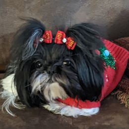 Lemon - Shih Tzu
