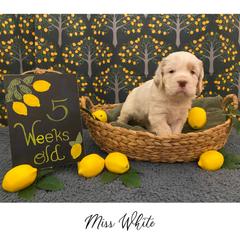 Clumber Spaniel Puppies from Lemontree Clumbers
