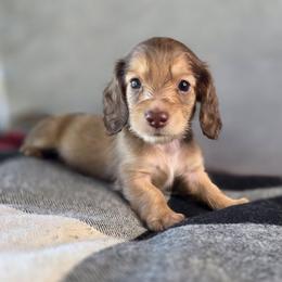 Sunny, AKC - Cream male Dachshund puppy in Tucson, Arizona from Crowned Doxies