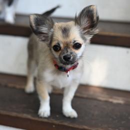 Zeros - Sable spotted white female Chihuahua puppy in Ross, California from Bri Chi's