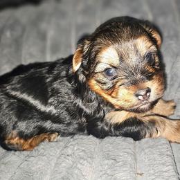 Boy - Black and tan male Yorkshire Terrier puppy in Thornville, Ohio from My precious yorkies