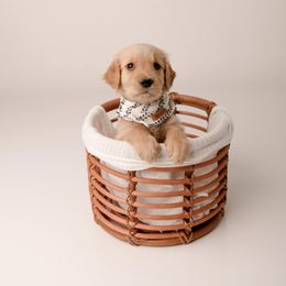 Golden Retriever Puppies from Brinton Goldens