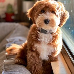 Goldendoodle Puppies from Stella’s Mini Doodles