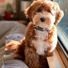 Goldendoodle Puppies from Stella’s Mini Doodles