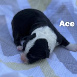 Ace - Black and white male Cardigan Welsh Corgi puppy in Hope, Arkansas from Foxy Knoll Farm