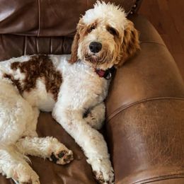 Goldendoodle All Grown Up from Tambre's Goldendoodles