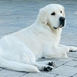 Lilly - Golden Retriever