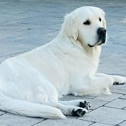 Lilly - Golden Retriever