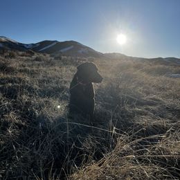 Labrador Retriever All Grown Up from Little River Labradors