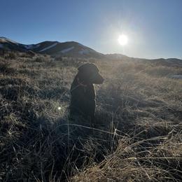 Labrador Retriever All Grown Up from Little River Labradors