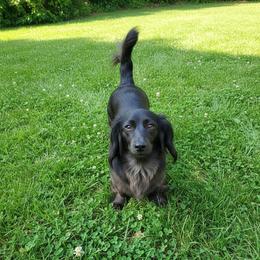 Sterling - Dapple female Dachshund puppy in Gilbertsville, Kentucky from DeLaunes Dachshunds