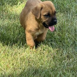 Fawn Male - Fawn male Cane Corso puppy in Snellville, Georgia from A Really Good Kennel