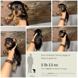 Whiskey - Black and gold male Yorkshire Terrier puppy in Cleveland, Tennessee from Moody’s Morkies and More