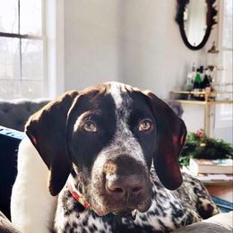German Shorthaired Pointer Puppies from Ocean Point Kennels