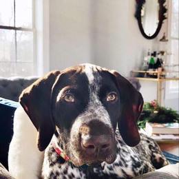 German Shorthaired Pointer Puppies from Ocean Point Kennels