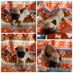 Fawn - Fawn male Pug puppy in Trenton, Tennessee from Brenda's Puppies