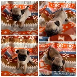 Fawn - Fawn male Pug puppy in Trenton, Tennessee from Brenda's Puppies