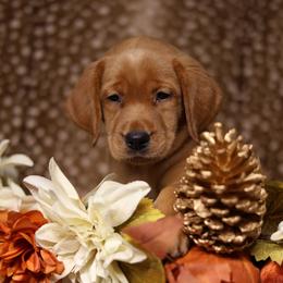 Bristol - Yellow female Labrador Retriever puppy in Twin Falls, Idaho from Whispering White Pines Labradors