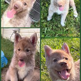 Luffy - Red and white male Siberian Husky puppy in Canton, Ohio from Bleu Skies Siberian Huskies