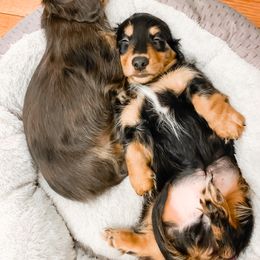 Dachshund Puppies from Lil Weens